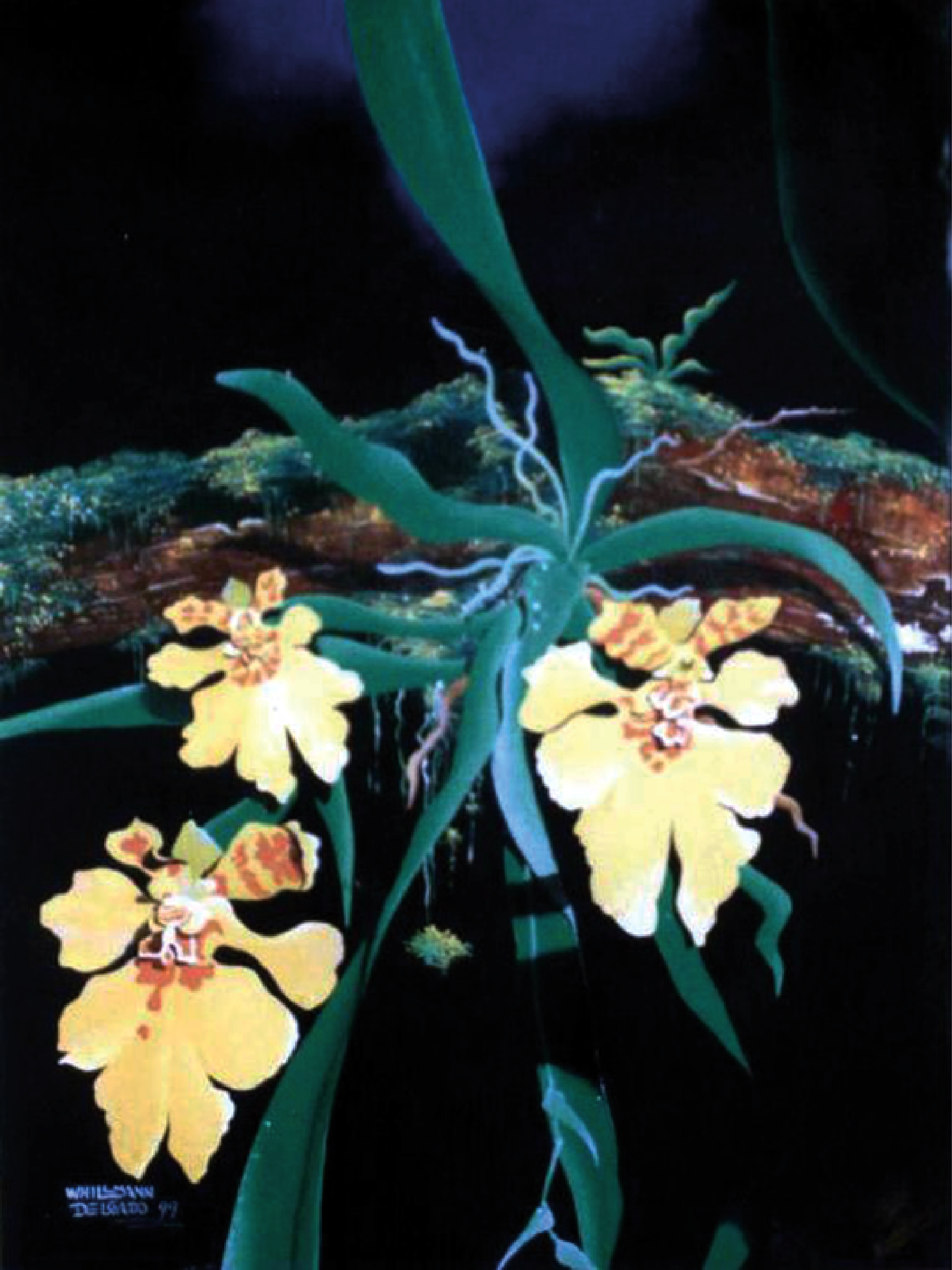 Orquidea lluvia de oro