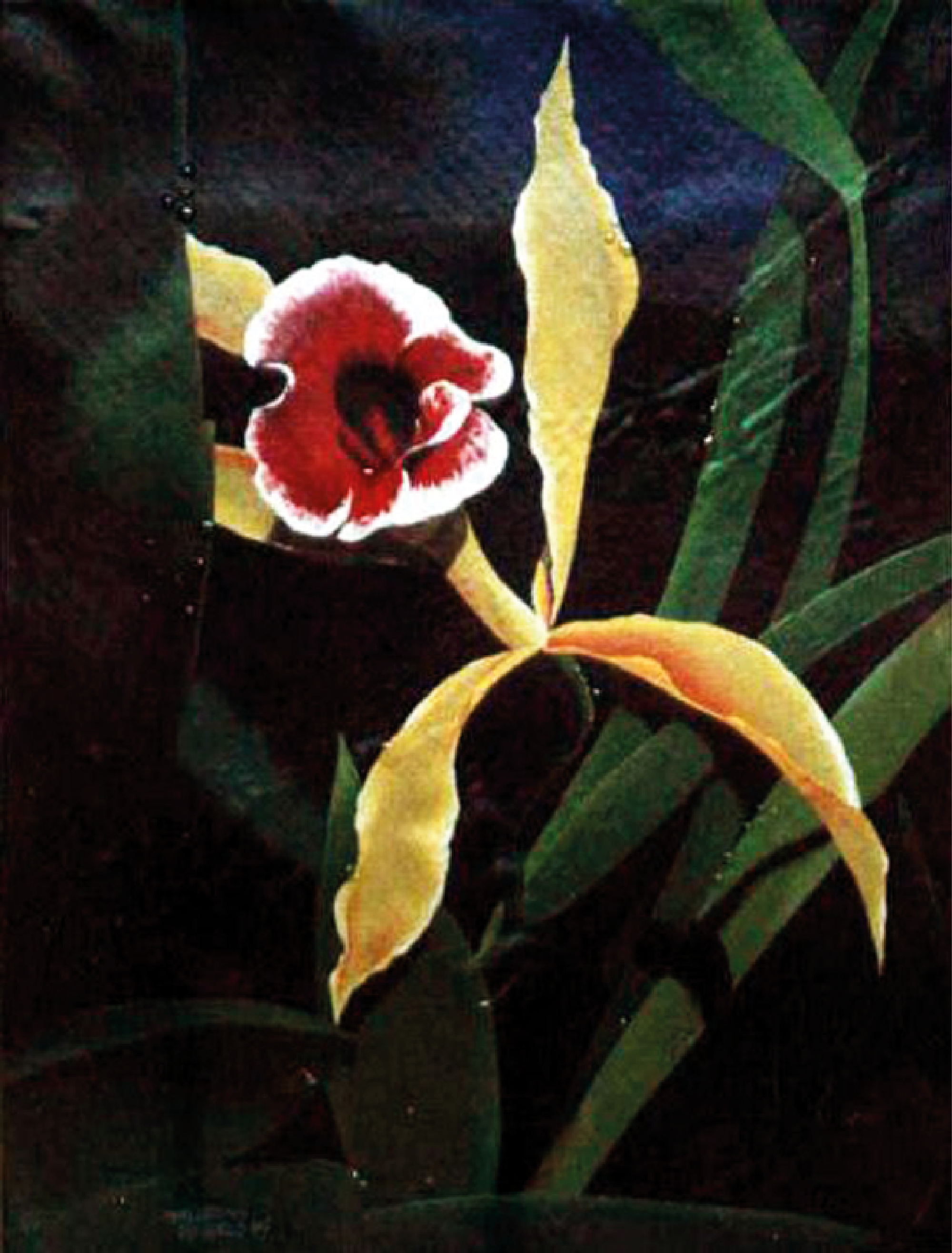 Catleya