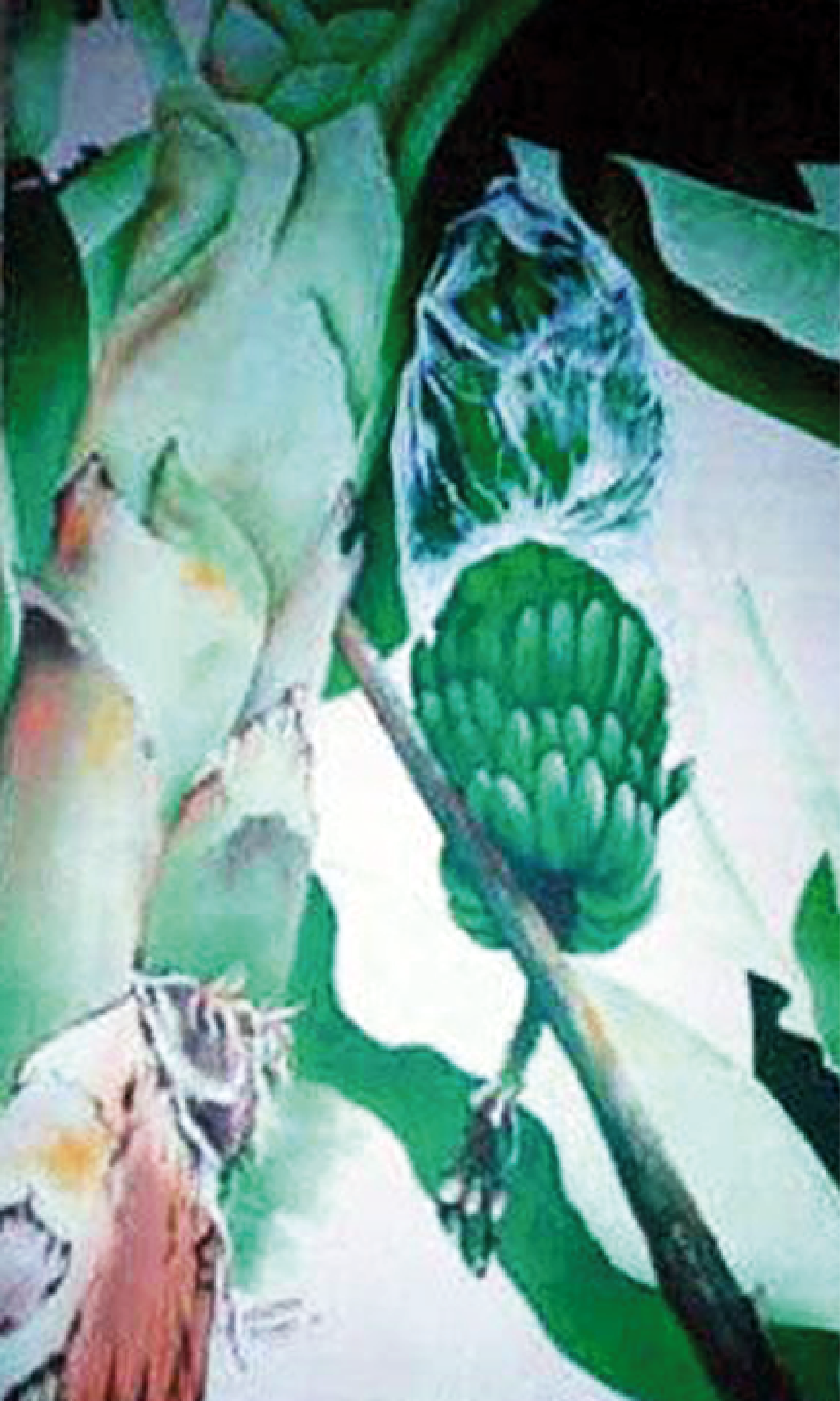 Mata e guineo